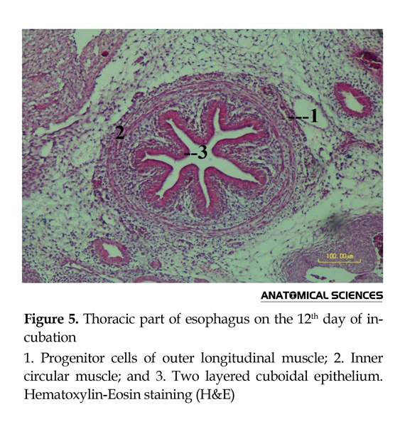 esophageal glands histology